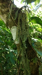 Dichaea muricatoides