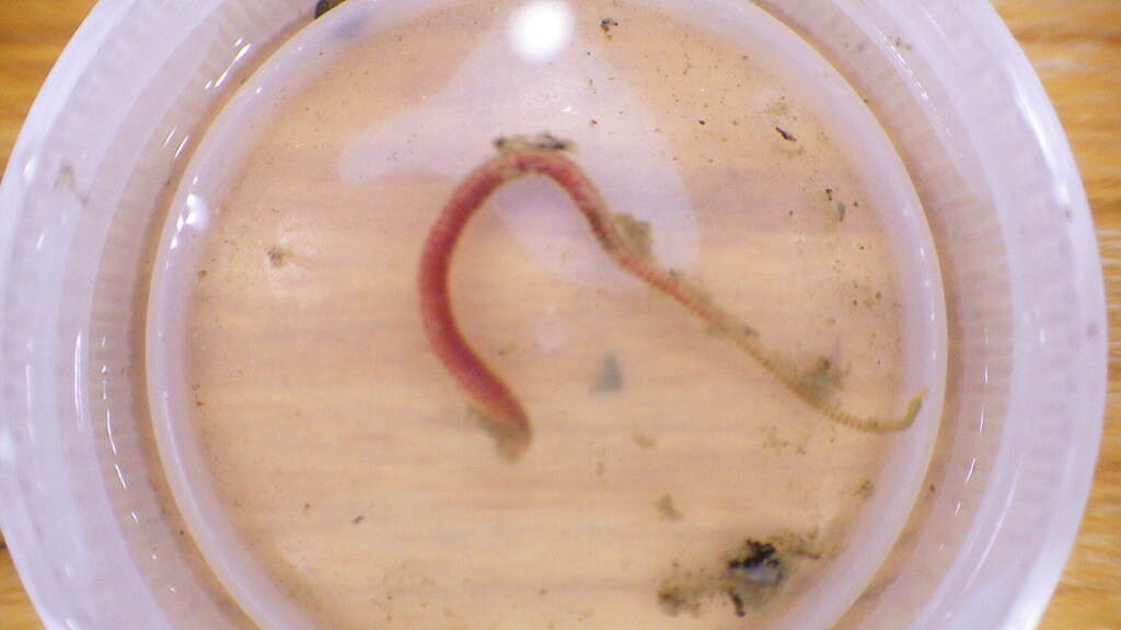 Leeches from Fountainville, PA 18923, USA on June 11, 2023 at 0258 AM