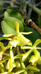 Epidendrum melistagum