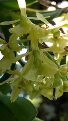 Epidendrum melistagum