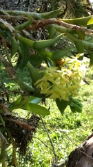 Epidendrum melistagum