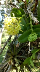 Epidendrum melistagum