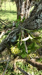 Epidendrum melistagum