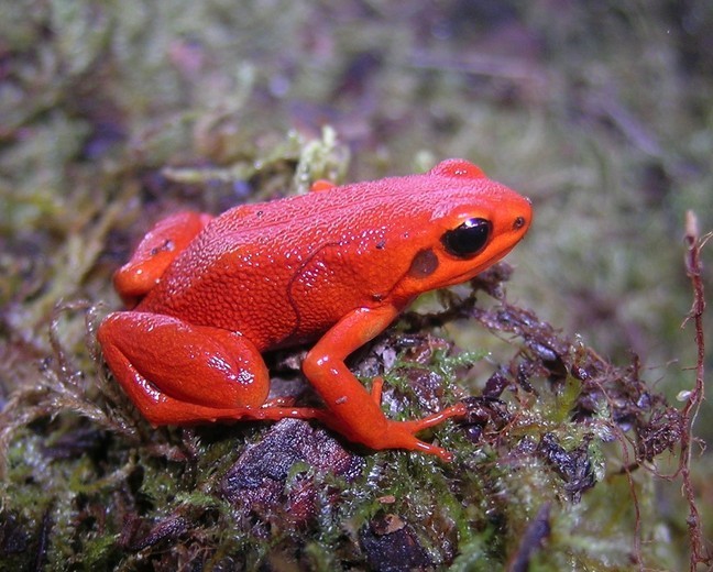 Black-Eared Golden Mantella