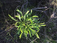 Erysimum franciscanum