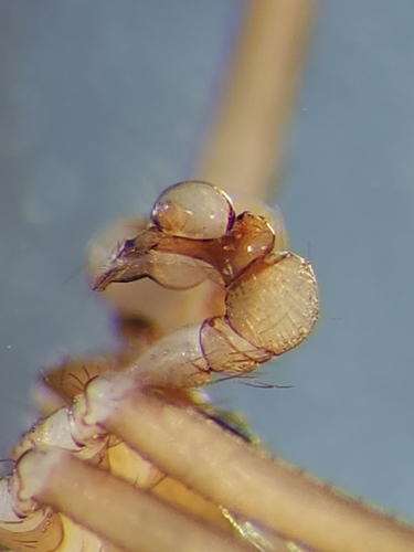 Pholcophora americana
