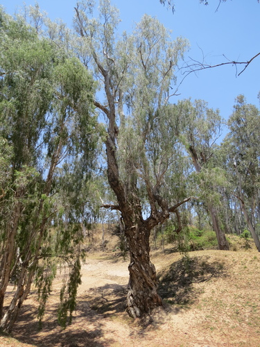 Image of Melaleuca argentea by (c) coenobita, some rights reserved (CC BY)