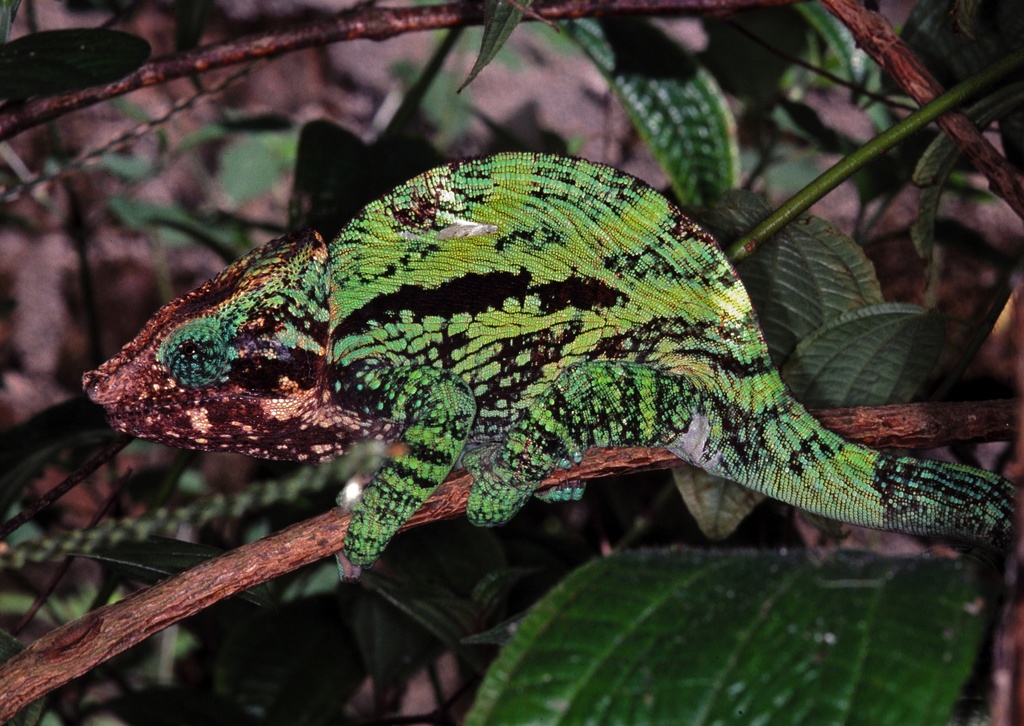 Flat-Casqued Chameleon