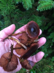 Cortinarius smithii