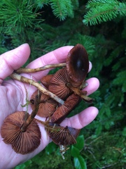 Cortinarius smithii