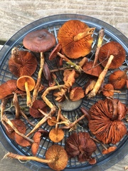 Cortinarius smithii