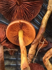 Cortinarius smithii