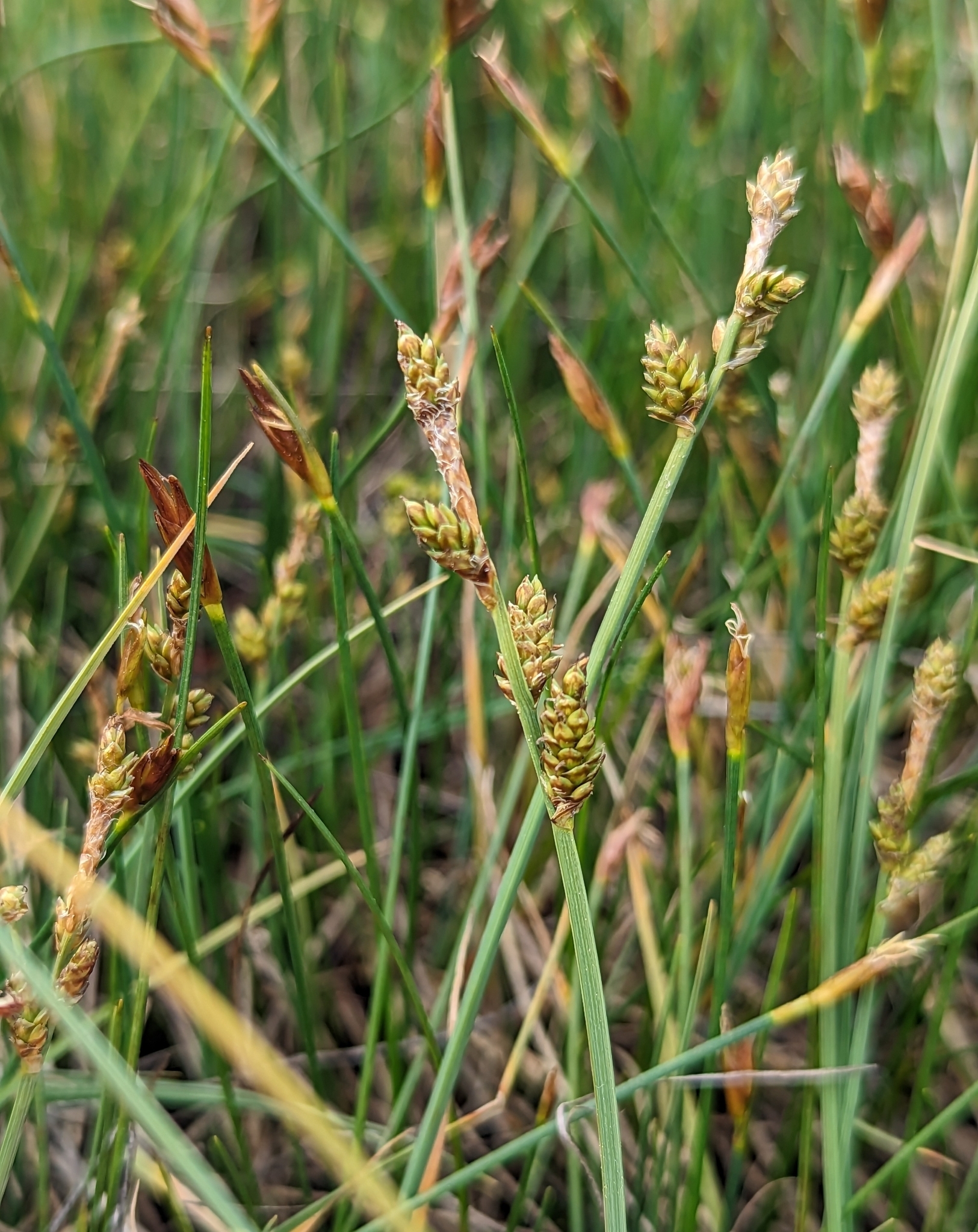 Carex mackenziei