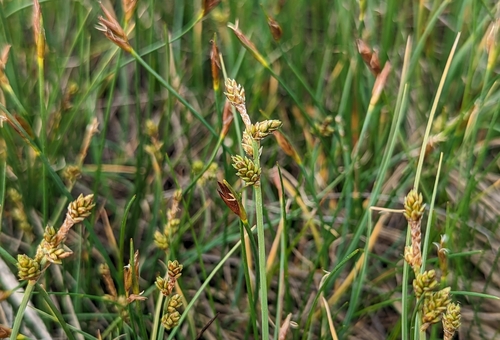 Image of Carex mackenziei by no rights reserved
