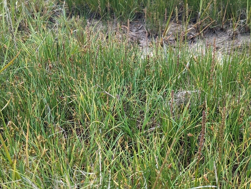 Image of Carex mackenziei by no rights reserved