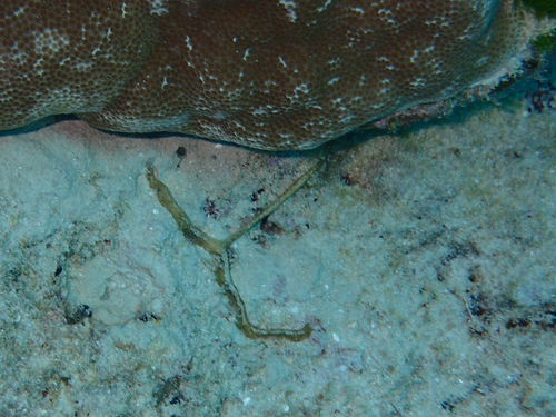 Bonelliidae