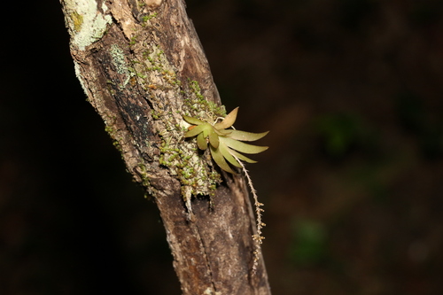 Image of Oberonia titania by (c) Greg Tasney, some rights reserved (CC BY-SA)