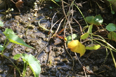 Delta pyriforme pyriforme