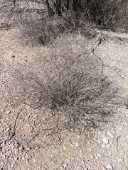 Euphorbia magdalenae