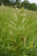 Yellow Oat Grass (Trisetum flavescens)