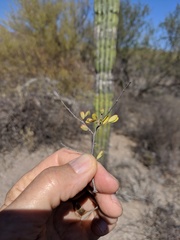 Euphorbia magdalenae