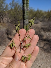 Ruellia californica californica