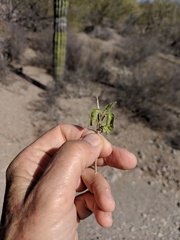 Ruellia californica californica