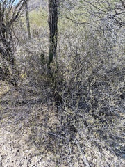 Ruellia californica californica