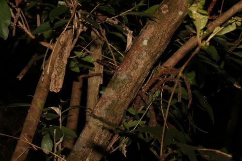 Image of Symplocos harroldii by (c) Greg Tasney, some rights reserved (CC BY-SA)
