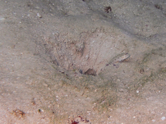 Ctenogobiops mitodes