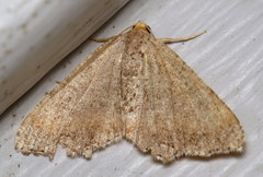 Macaria minorata