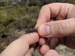 Atrapsalta encaustica