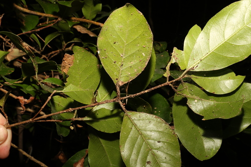 Image of Hodgkinsonia ovatiflora by (c) Greg Tasney, some rights reserved (CC BY-SA)