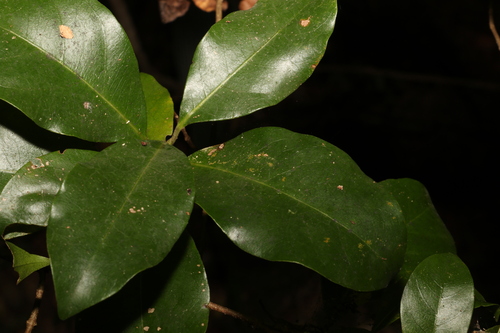 Image of Hodgkinsonia ovatiflora by (c) Greg Tasney, some rights reserved (CC BY-SA)