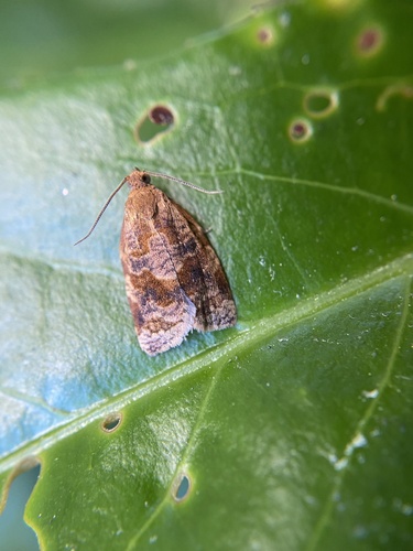 Rose Tortrix Moth photo 5