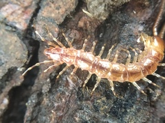 Lithobius variegatus