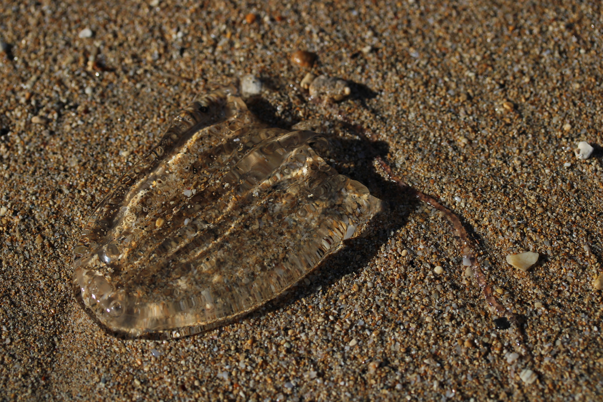 Alatina alata (Reynaud, 1830)
