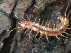 Lithobius variegatus