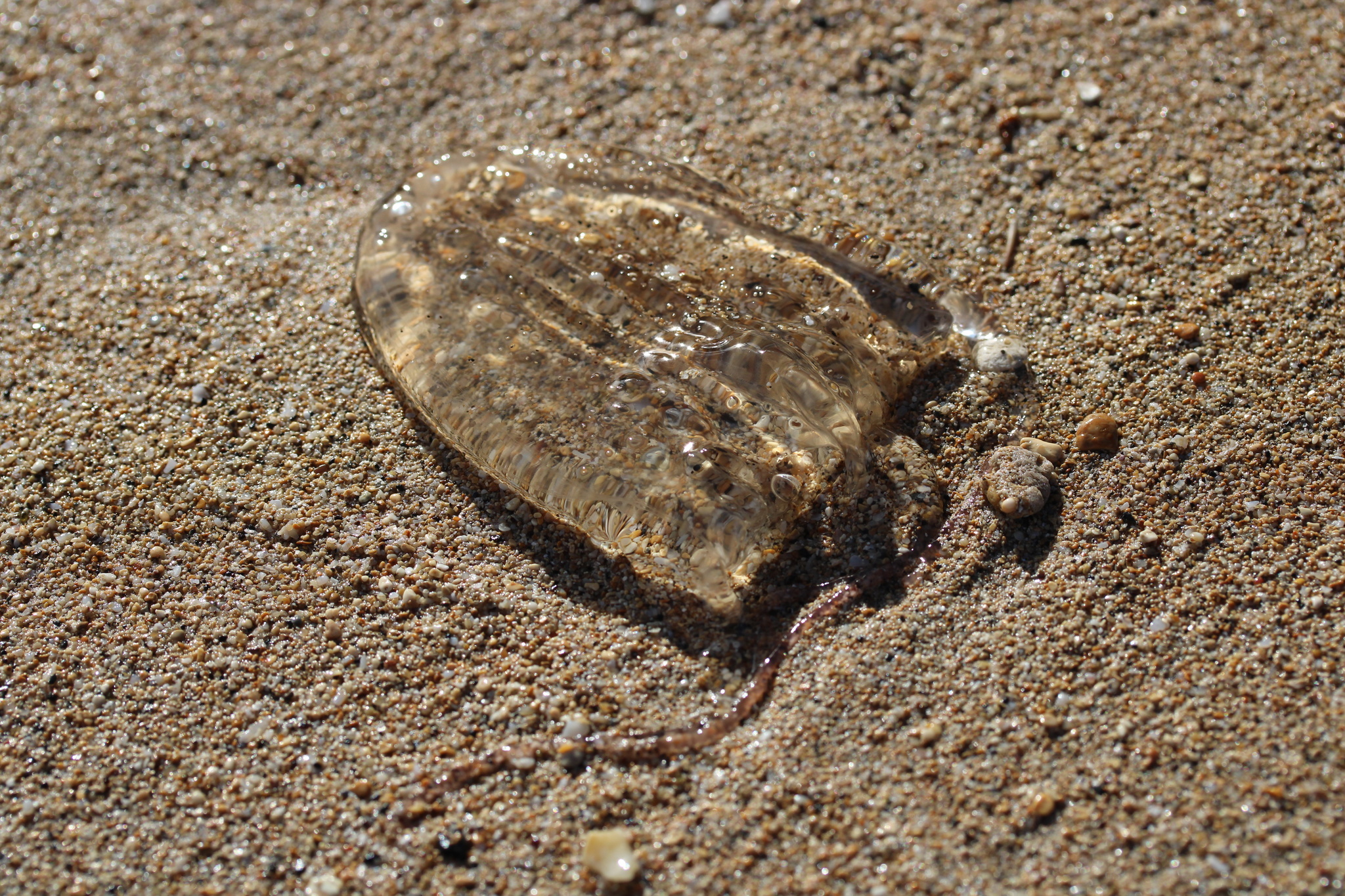 Alatina alata (Reynaud, 1830)