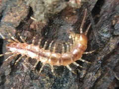 Lithobius variegatus