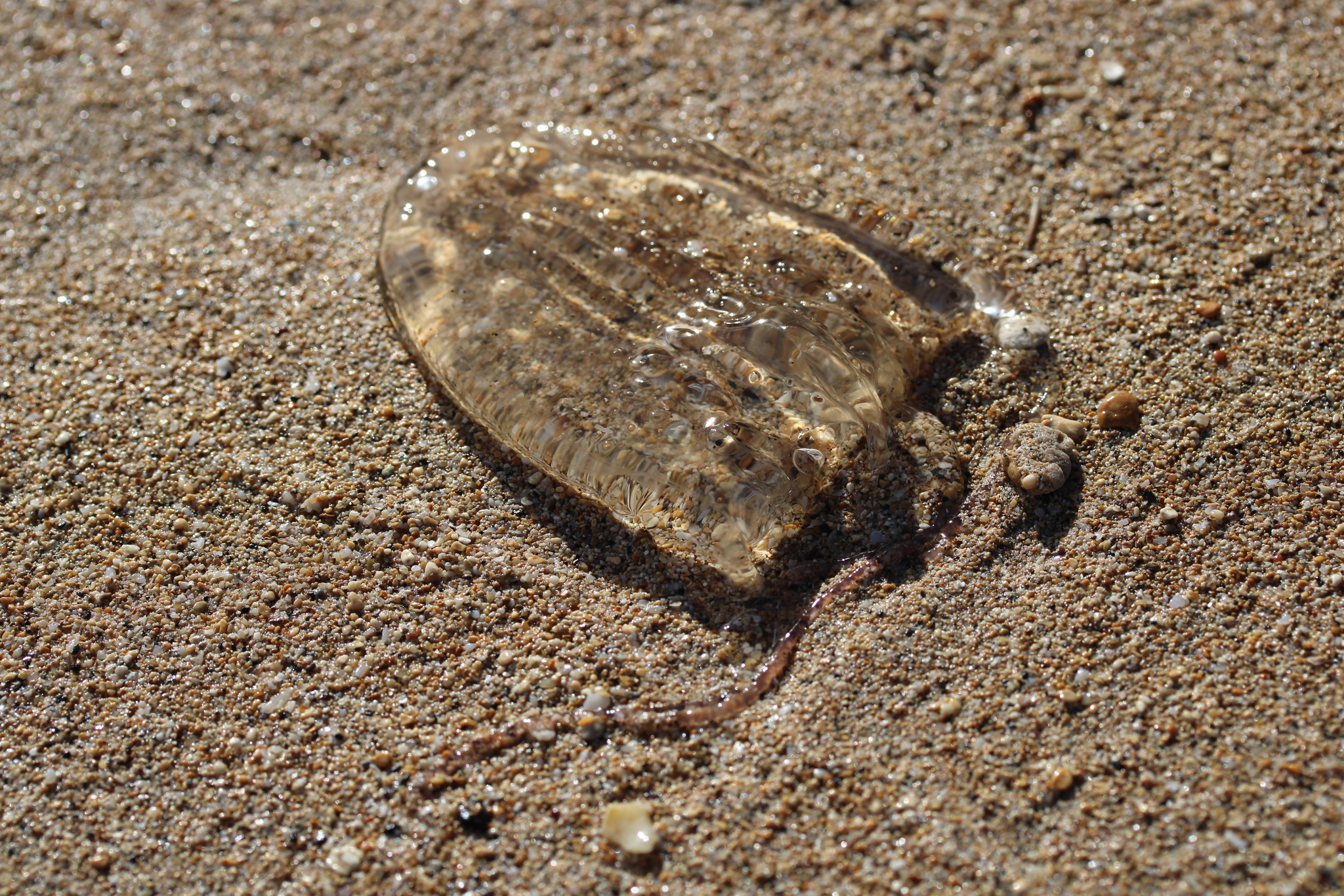 Alatina alata (Reynaud, 1830)