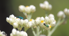 Bilyaxia concinna
