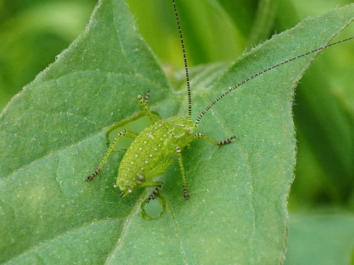Striped Bush-cricket photo 5