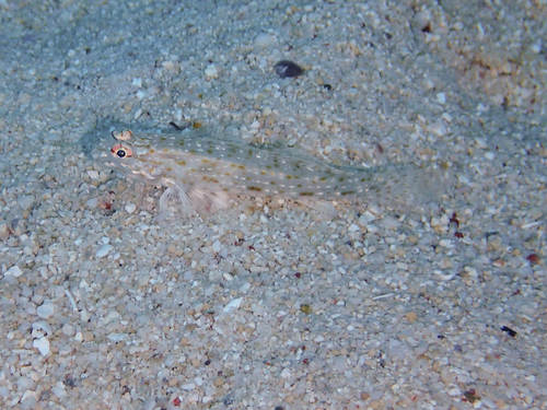 Istigobius rigilius