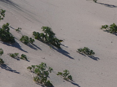 Motacilla flava iberiae