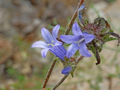 Campanula lingulata