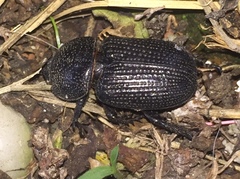 Phileurini