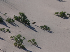 Motacilla flava iberiae
