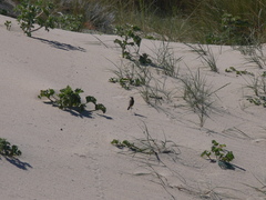 Motacilla flava iberiae
