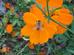 Apis mellifera